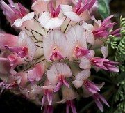 Trifolium macrocephalum - Big Head Clover 1692a